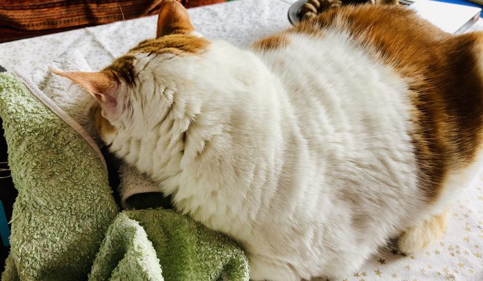 Kater | schokofisch.de
