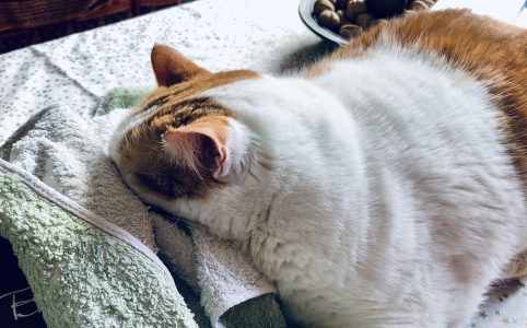Kater | schokofisch.de
