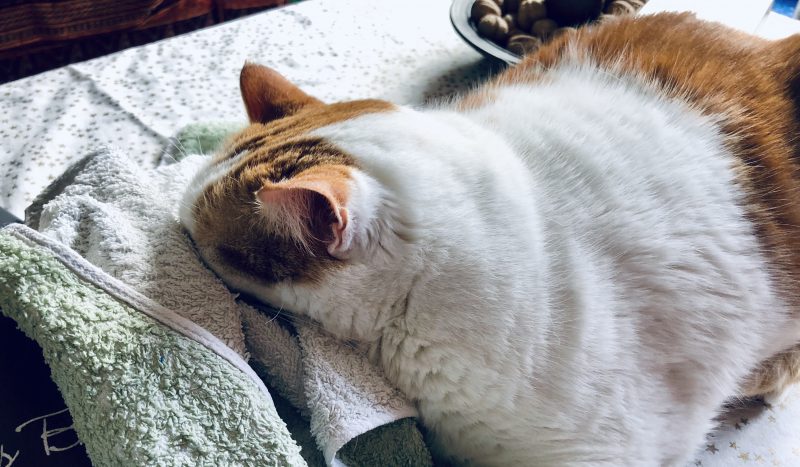 Kater | schokofisch.de